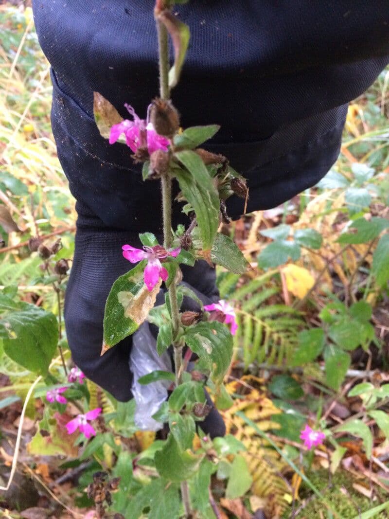 Silene dioica 11
