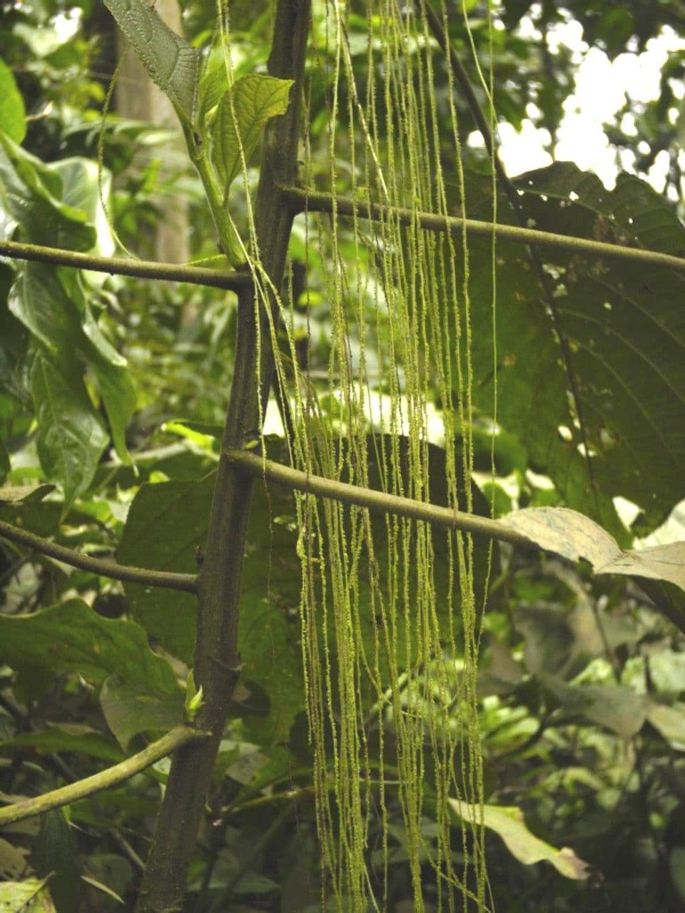 Myriocarpa longipes 13