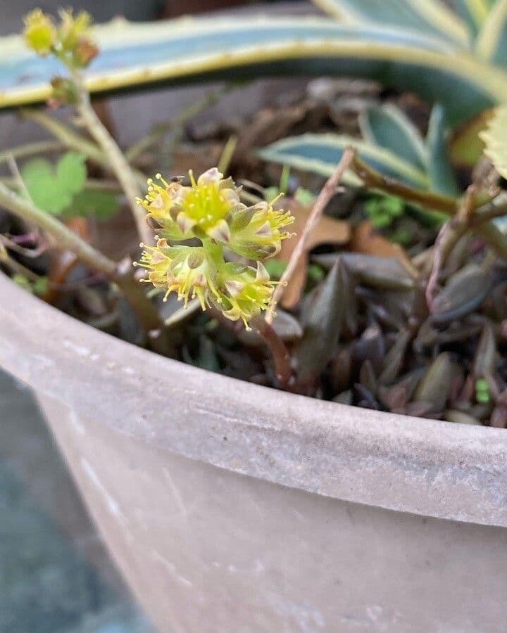 Lenophyllum 2