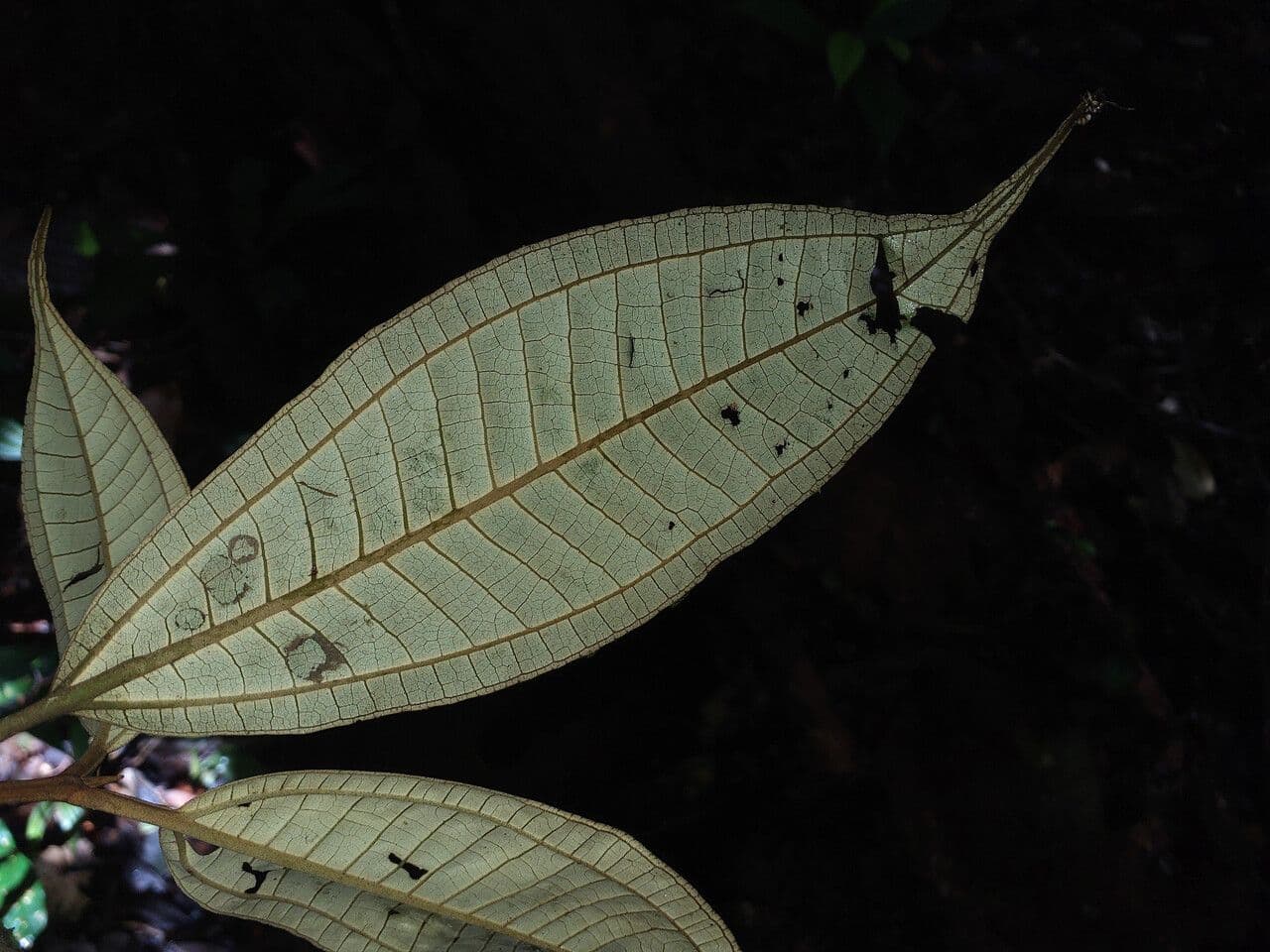 Miconia acuminata 3