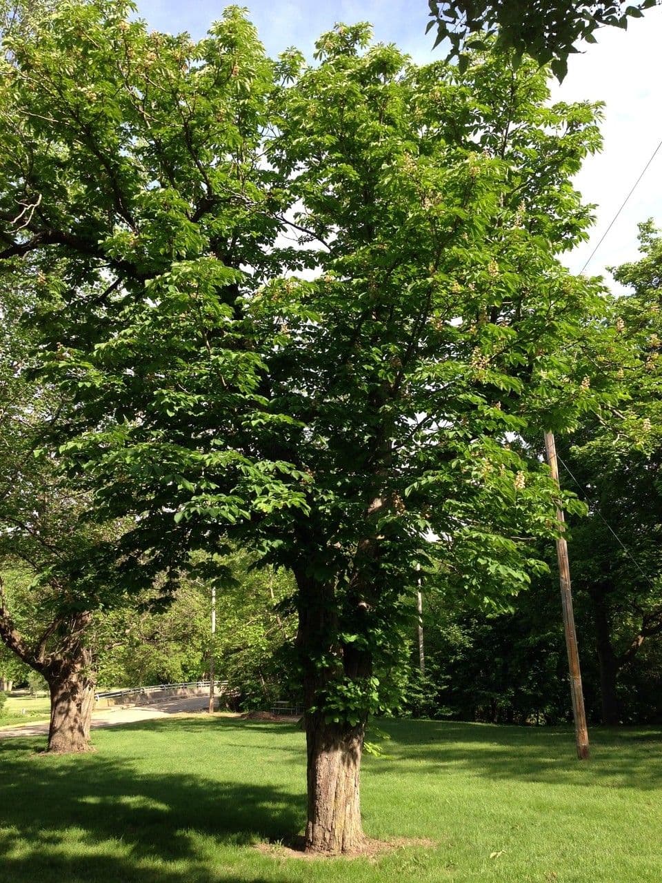 Ippocastano dell'Ohio 13