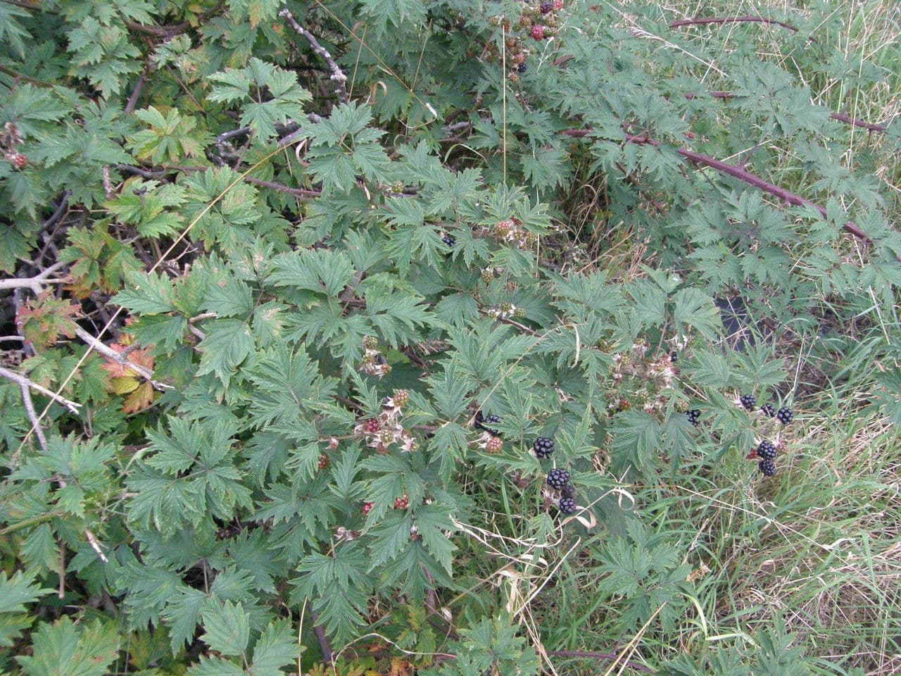 Schlitzblättrige Brombeere 11