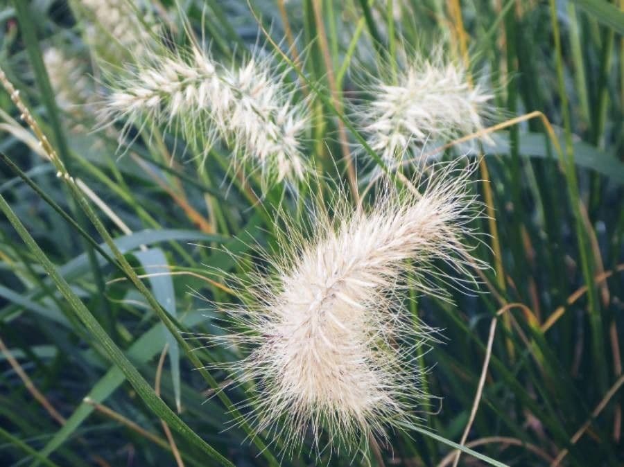 Elymus canadensis 18