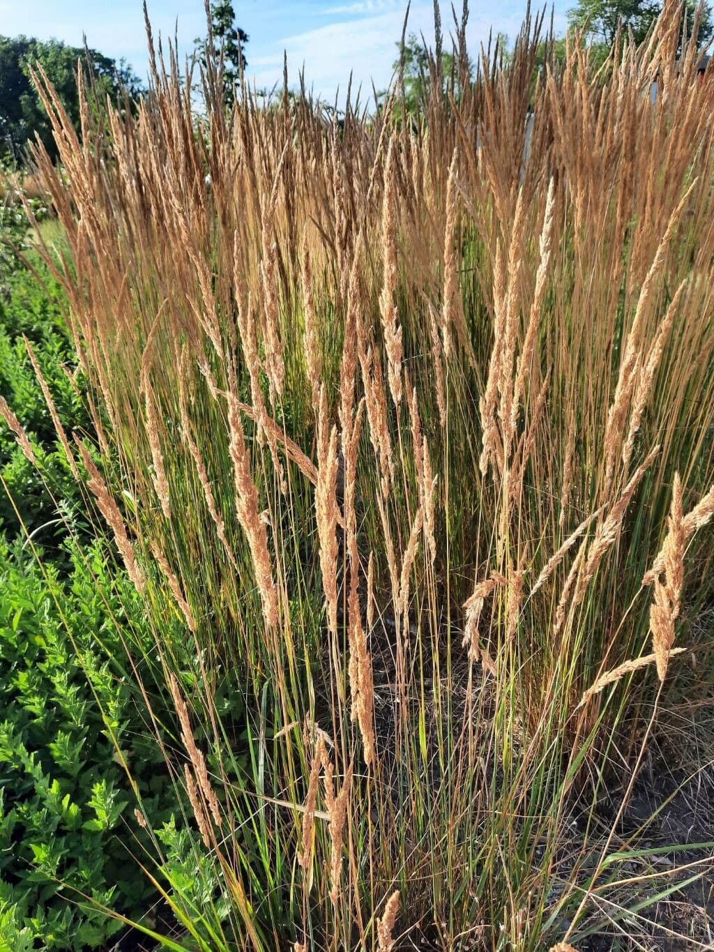 Třtina křovištní 24