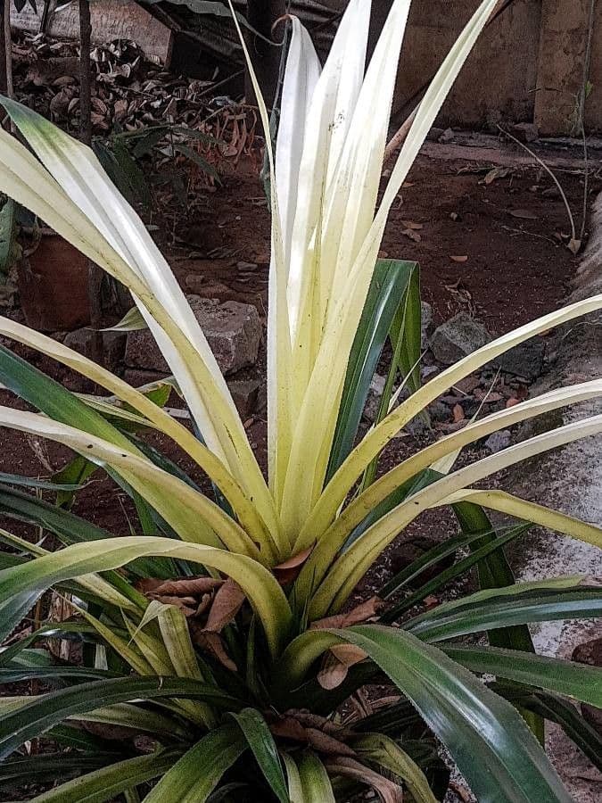 Freycinetia 16