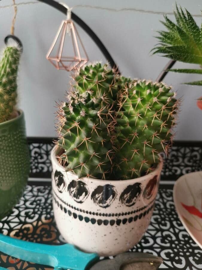 Mammillaria 20