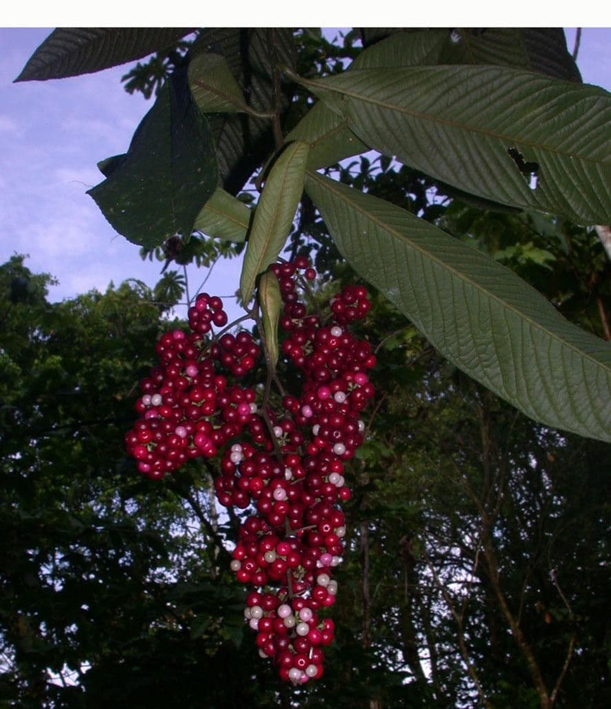 Ardisia 21