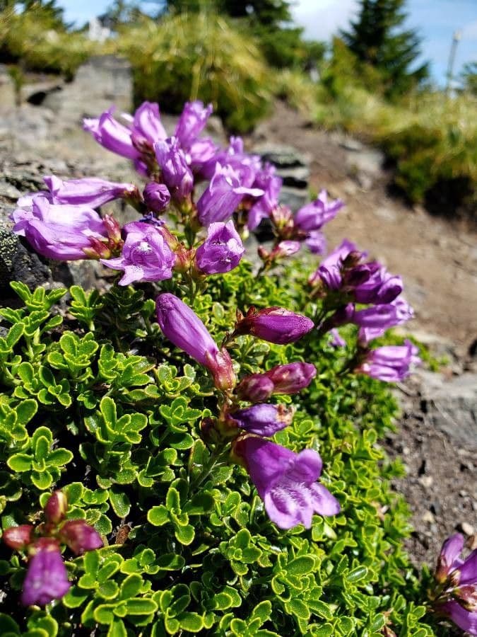 Penstemon Davidsona 12