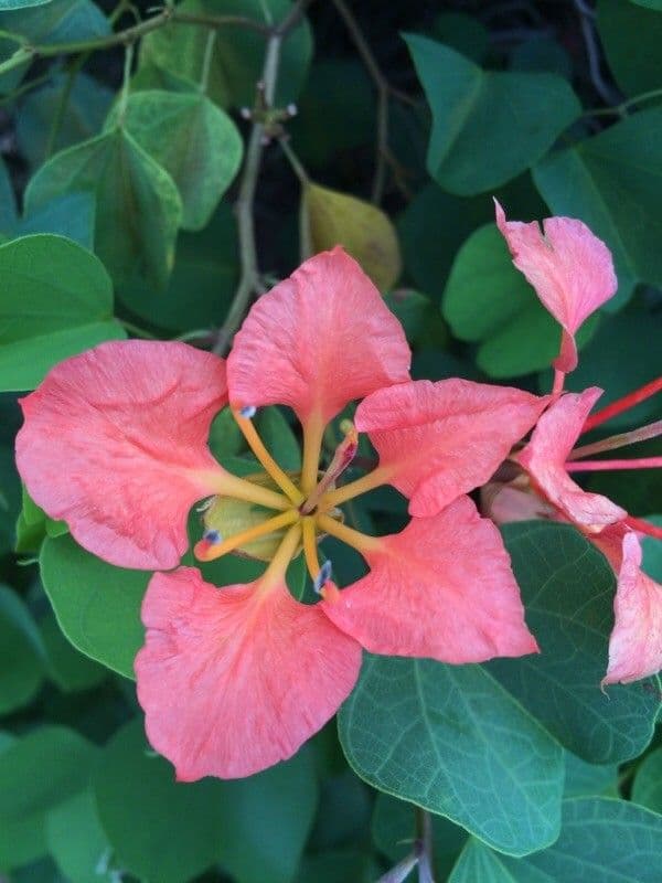 Bauhinia galpinii 8