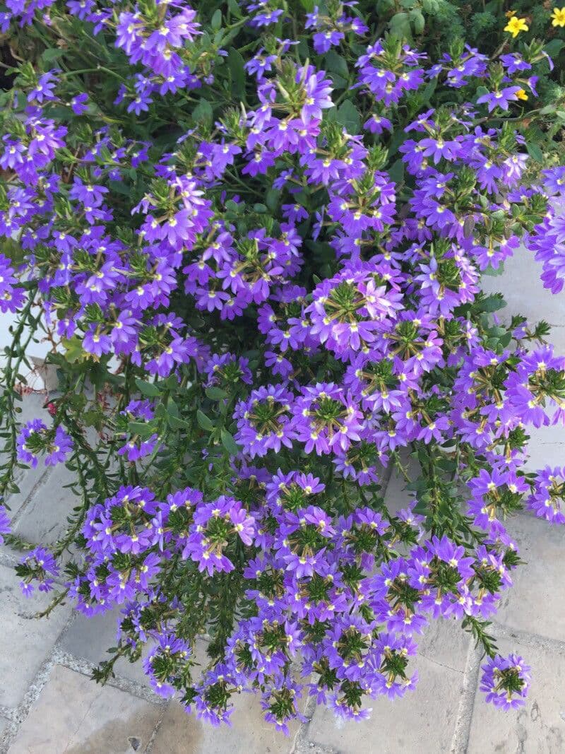 Scaevola 6