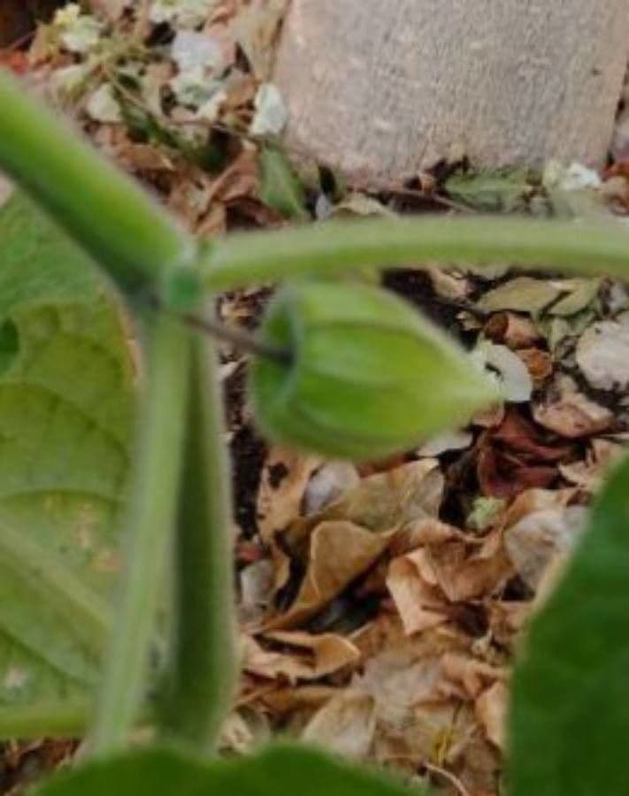 Physalis pubescent 2