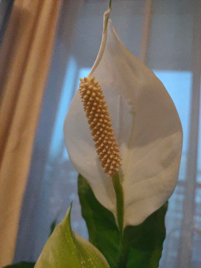 Spathiphyllum cochlearispathum 2