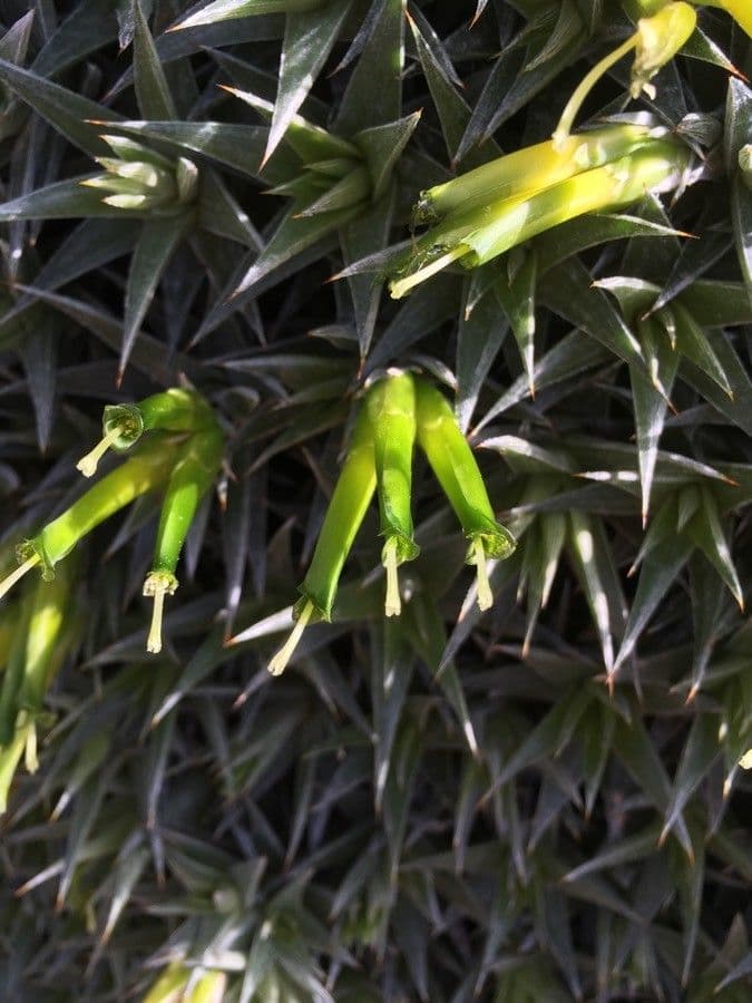 Deuterocohnia