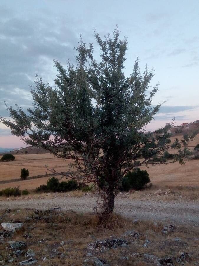 Peral de hoja de almendro 12