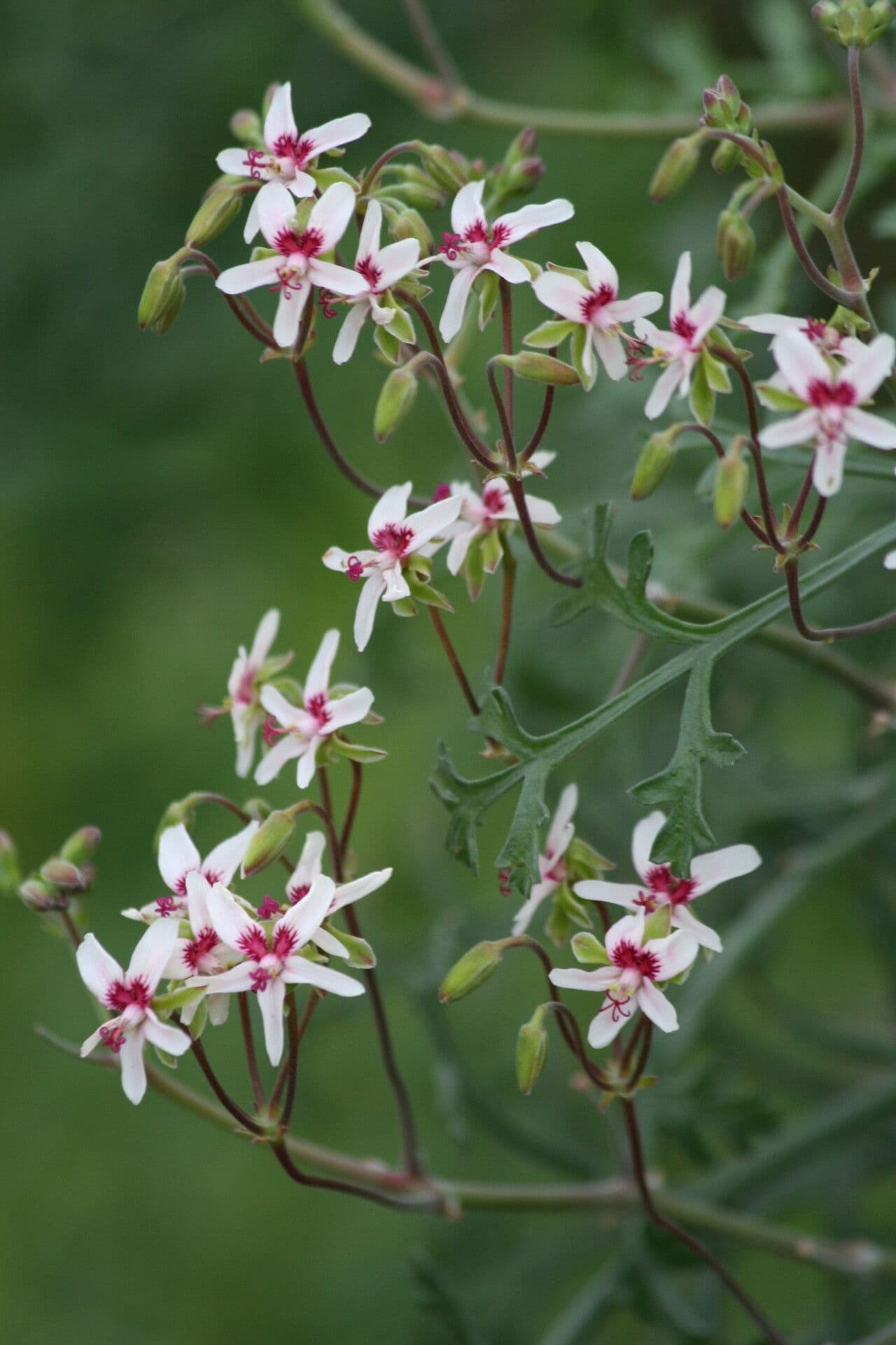 Pelargonia