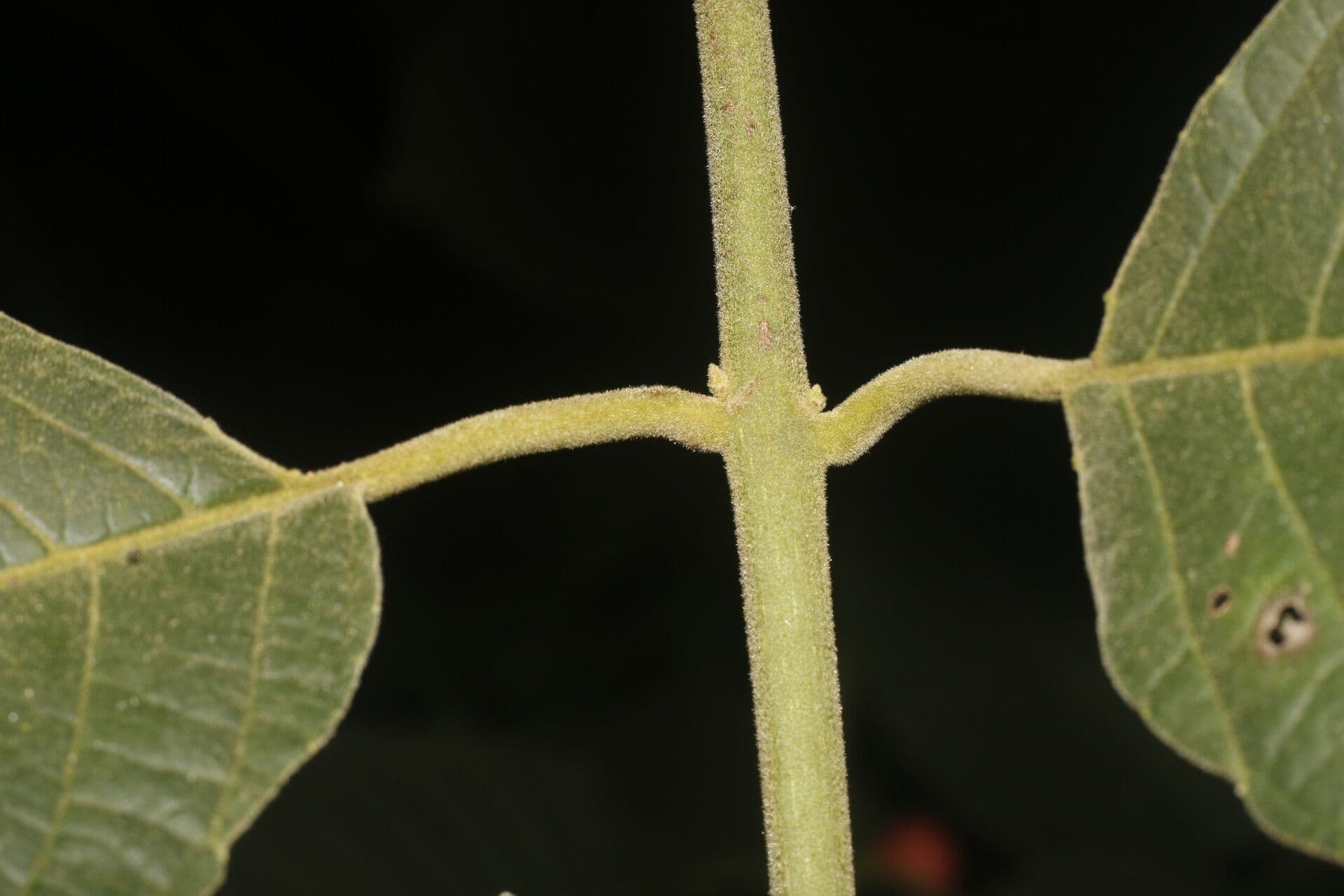 Siparuna gesnerioides 13