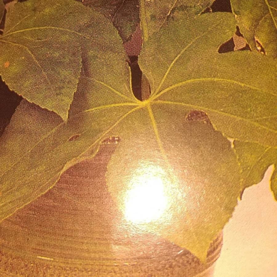 Sterculia 14