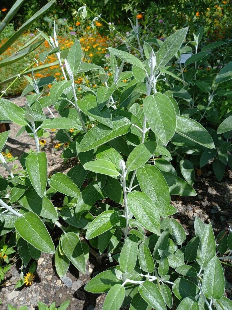 Salvia 7