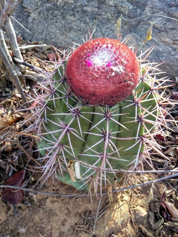 Melocactus 14