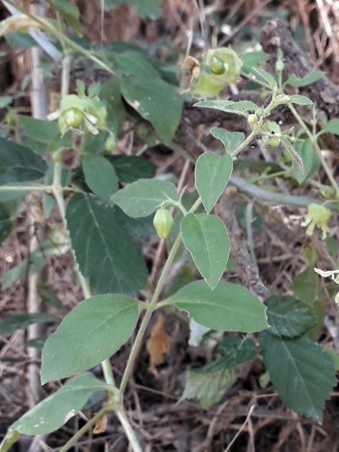 Hühnerbiss 19