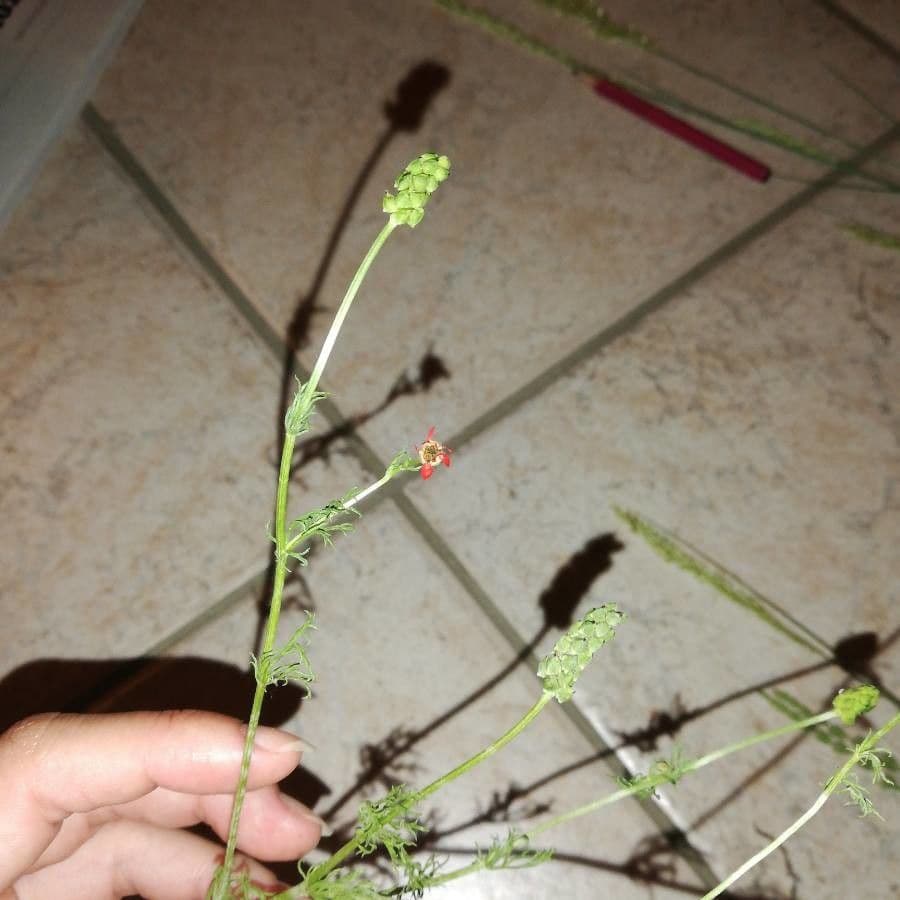 Adonis annuale 2