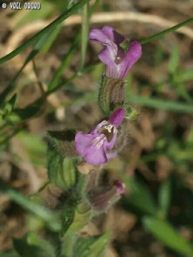 Salvia