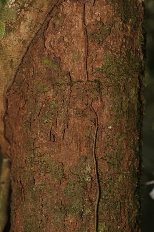 Erythroxylum citrifolium 7