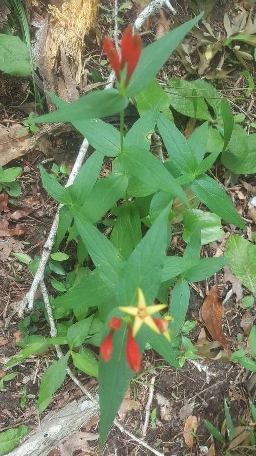 Spigelia 8
