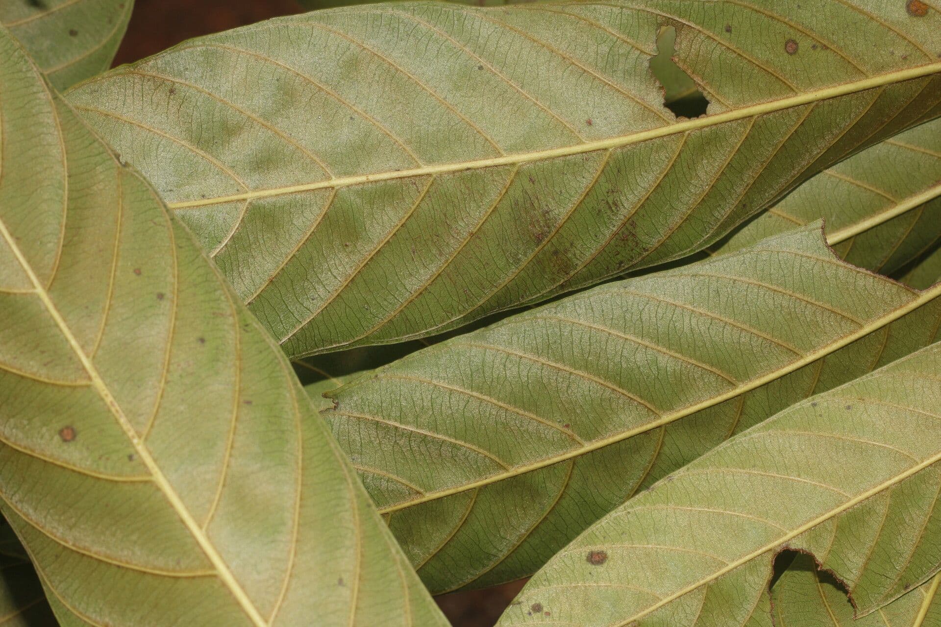 Chrysophyllum 13