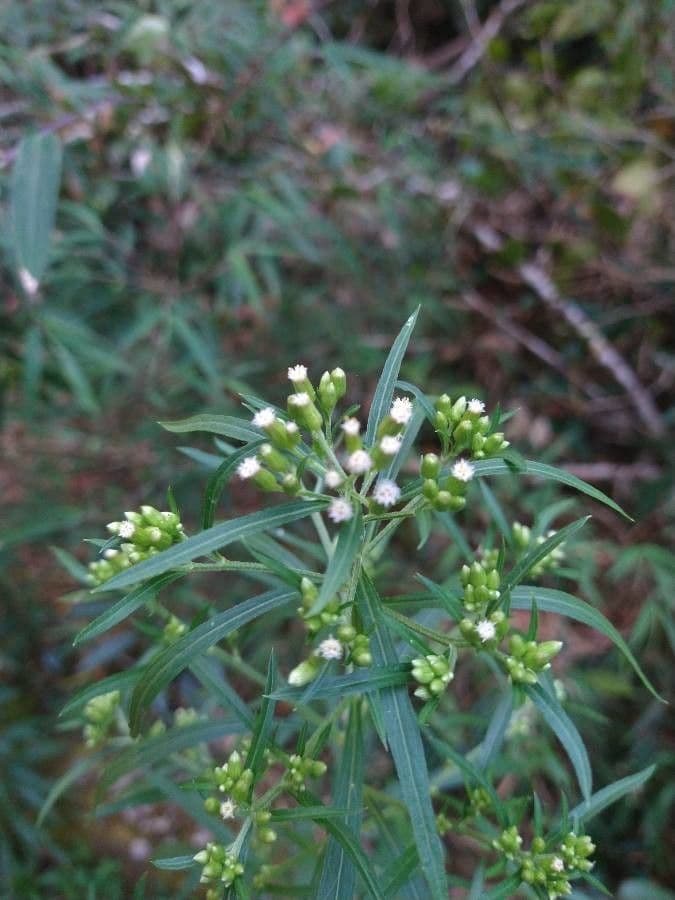 Baccharis 4