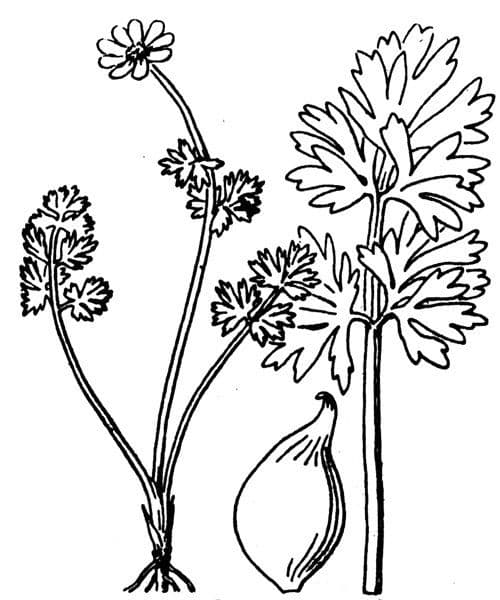 Callianthemum coriandrifolium 22