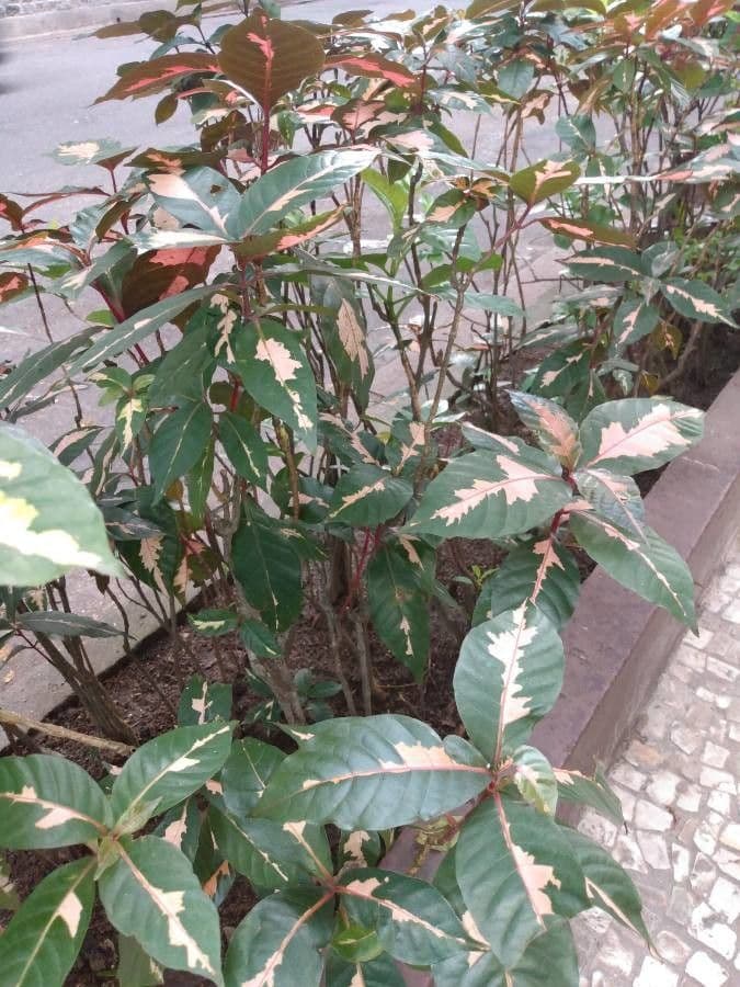 Graptophyllum pictum 6
