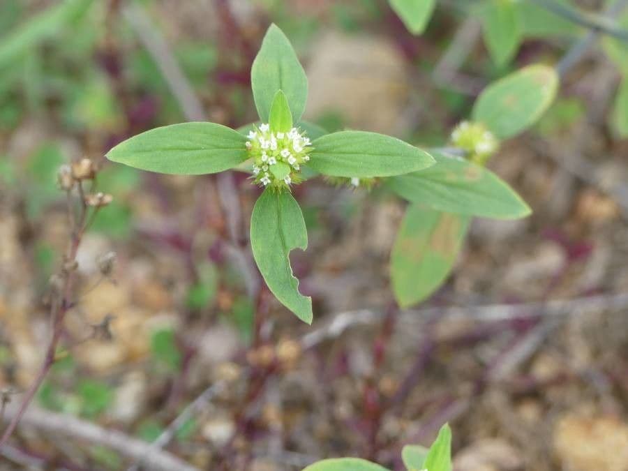 Spermacoce ocymifolia 3