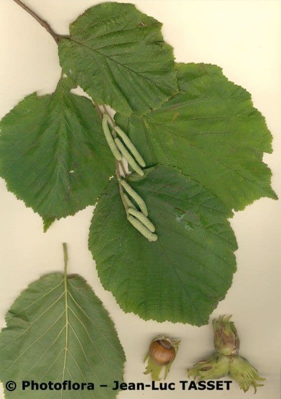 Nocciolo cinese 2