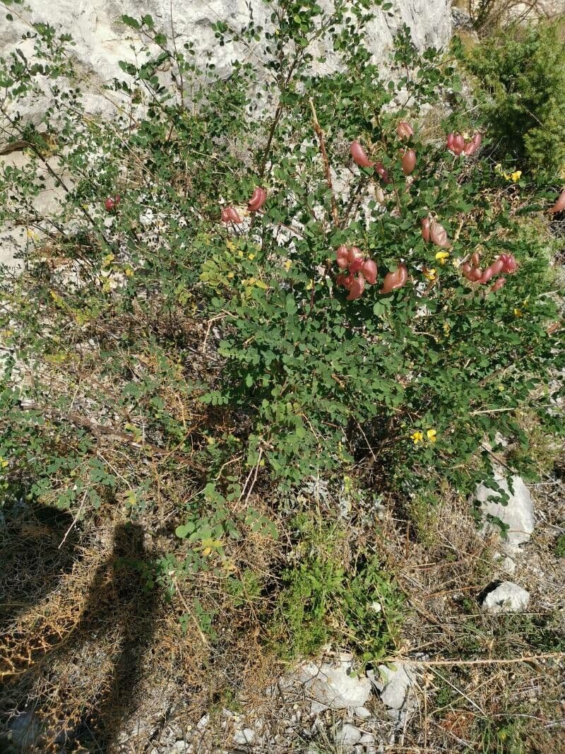 Vesicaria 15