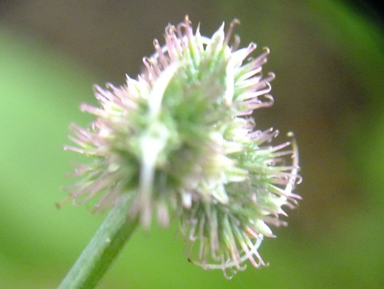 Sanikula 5