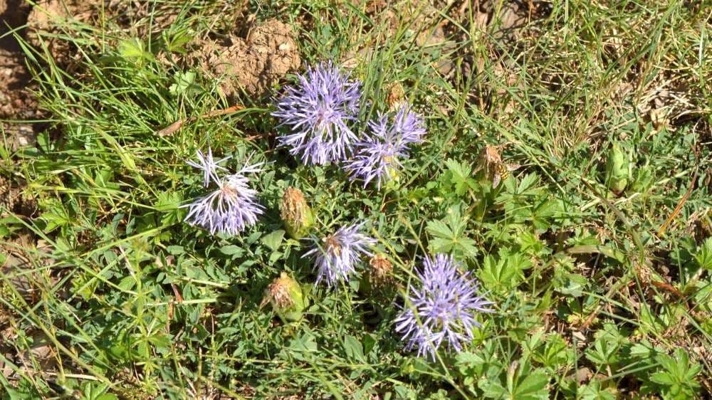 Sanftdistel 16