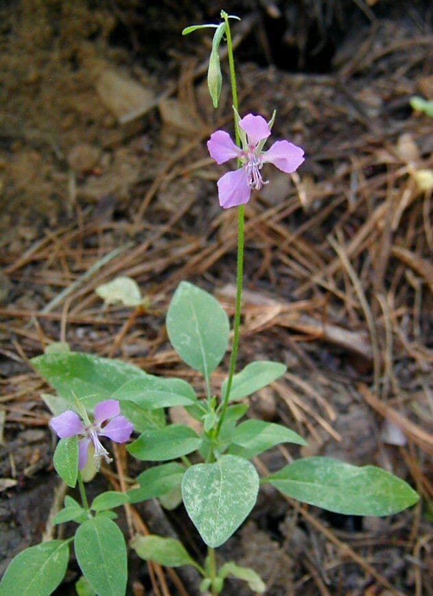 Clarkia romboidale 7