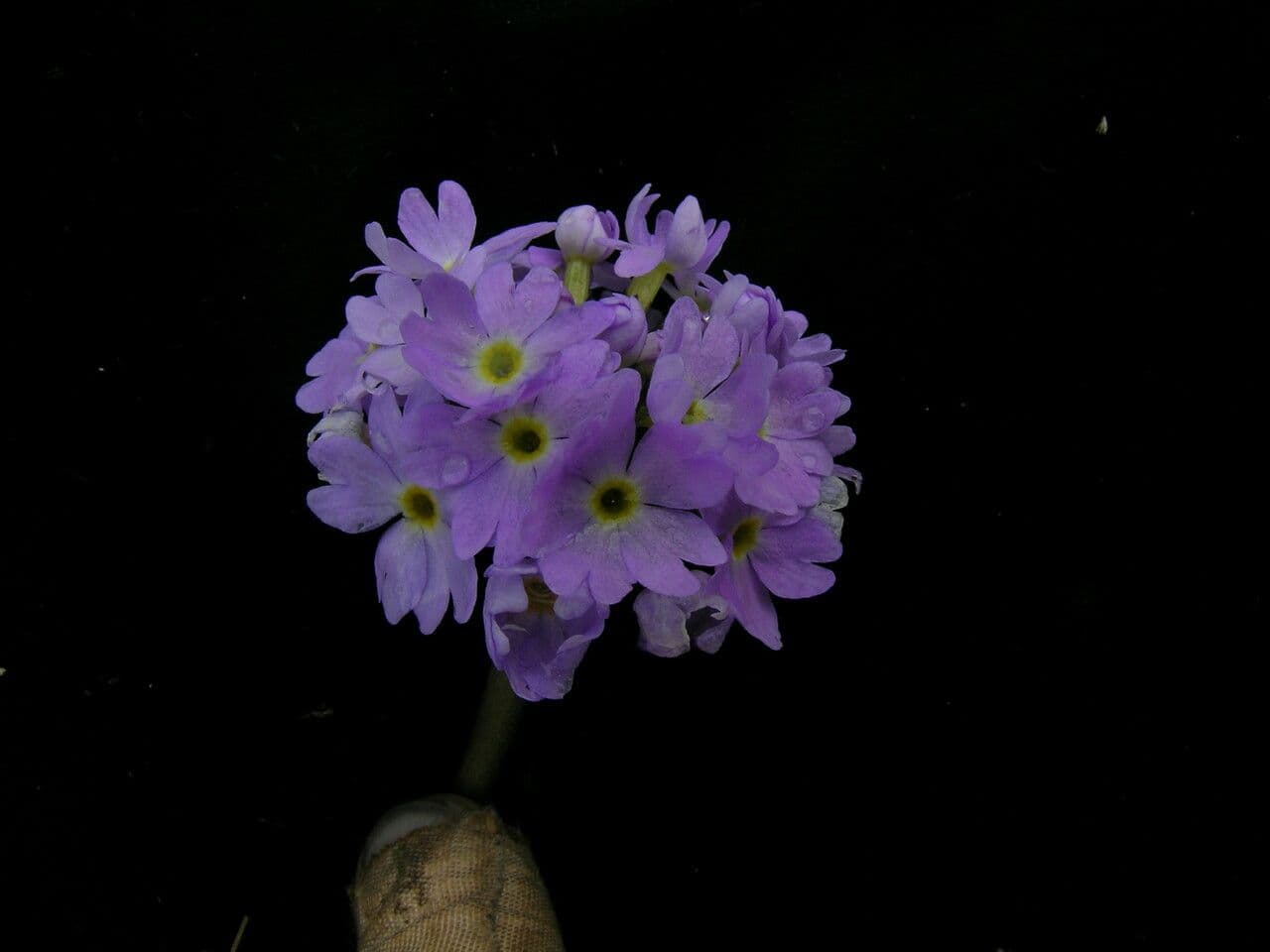 Primula denticolata 9