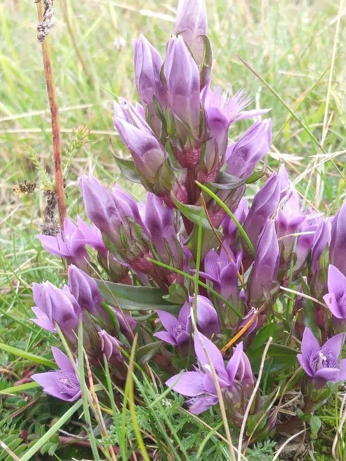 Genzianella ramosa 18