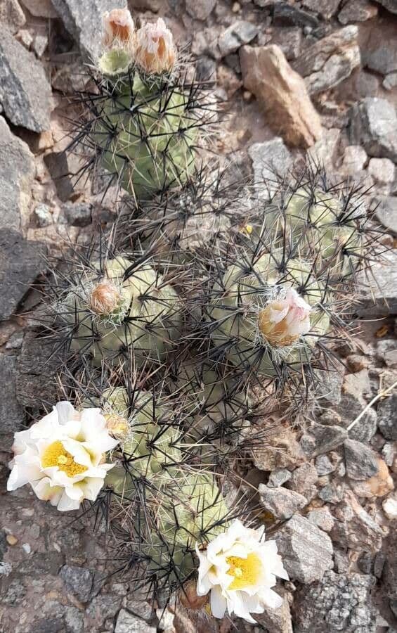Tephrocactus 9
