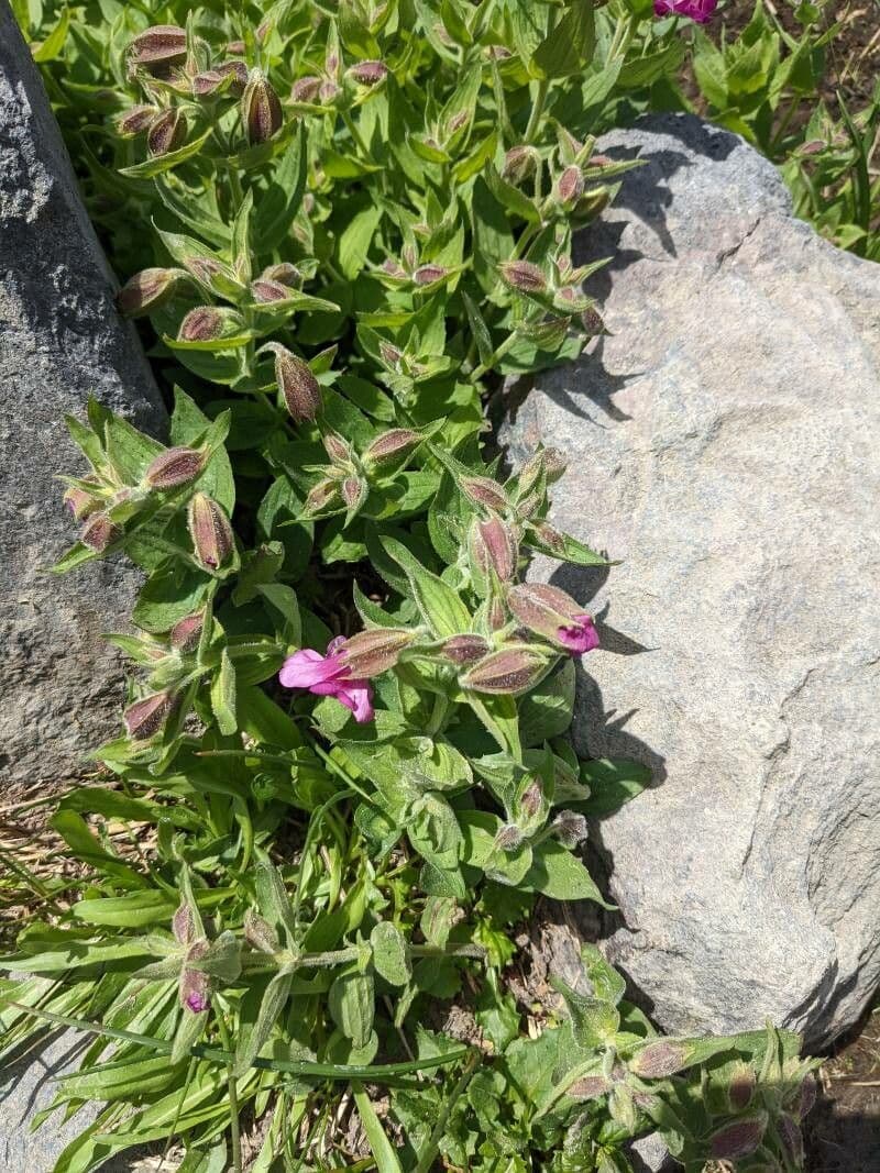 Erythranthe 7