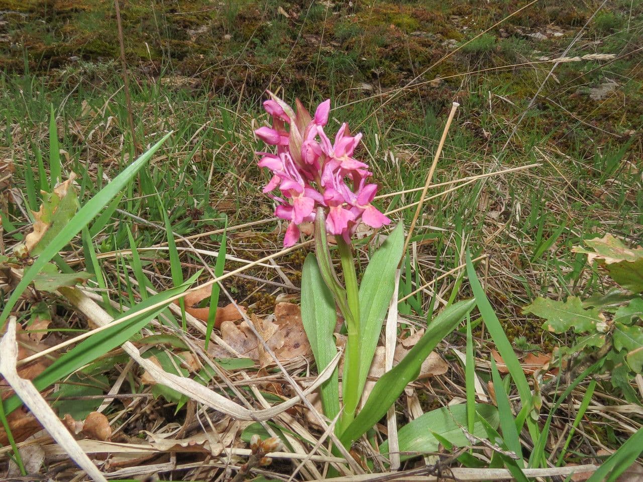 Orchidea sambucina 12