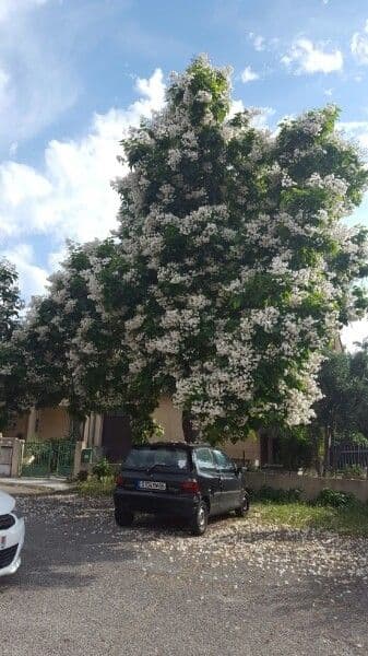 Catalpa comune 14
