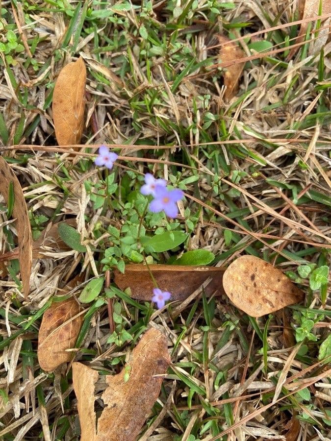Houstonia minuta 13