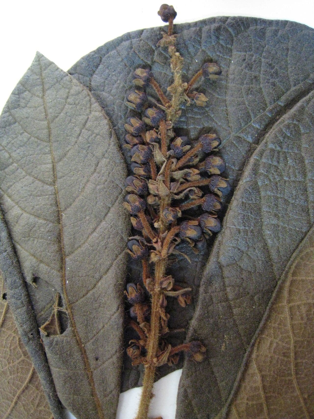 Byrsonima stipulata