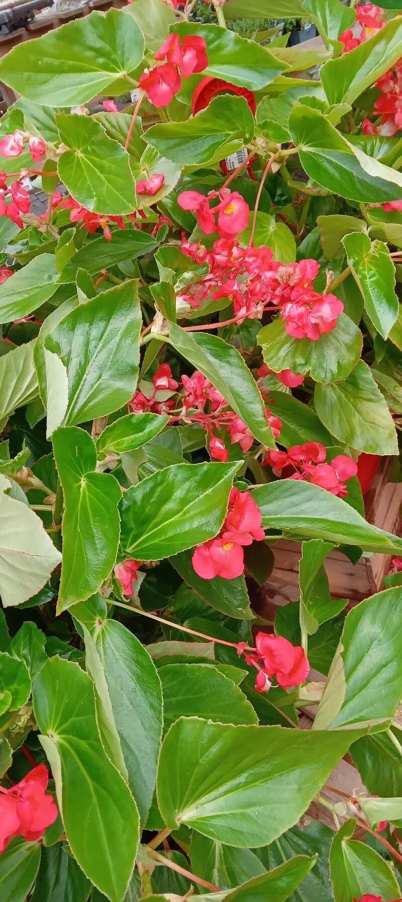Begonia 9