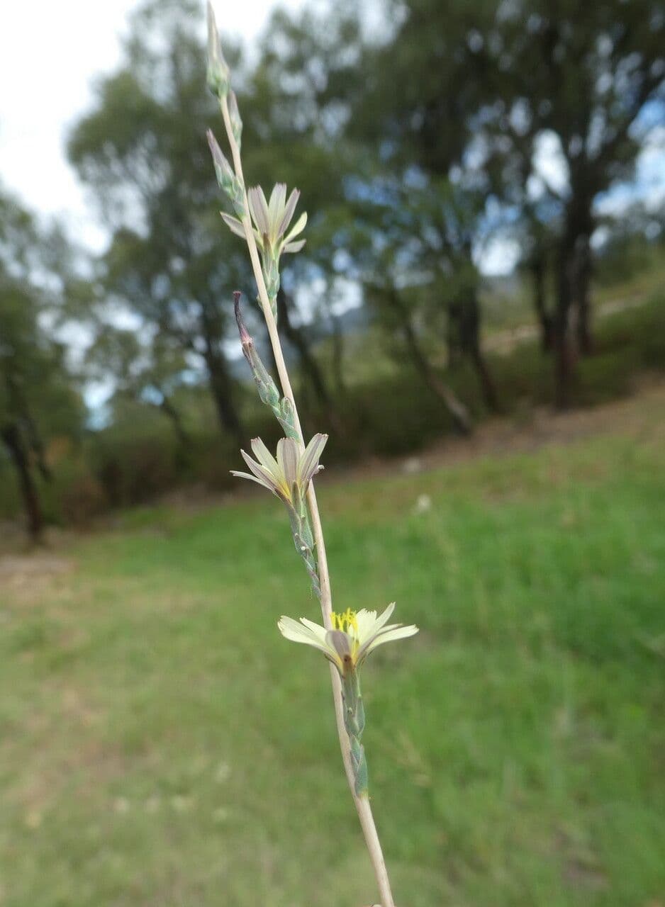 Lactuca saligna 25
