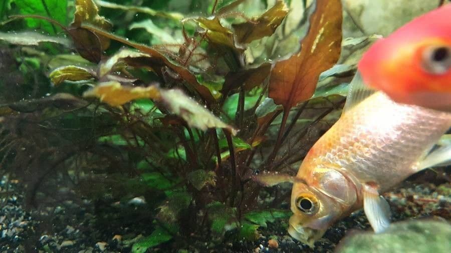 Cryptocoryne 7