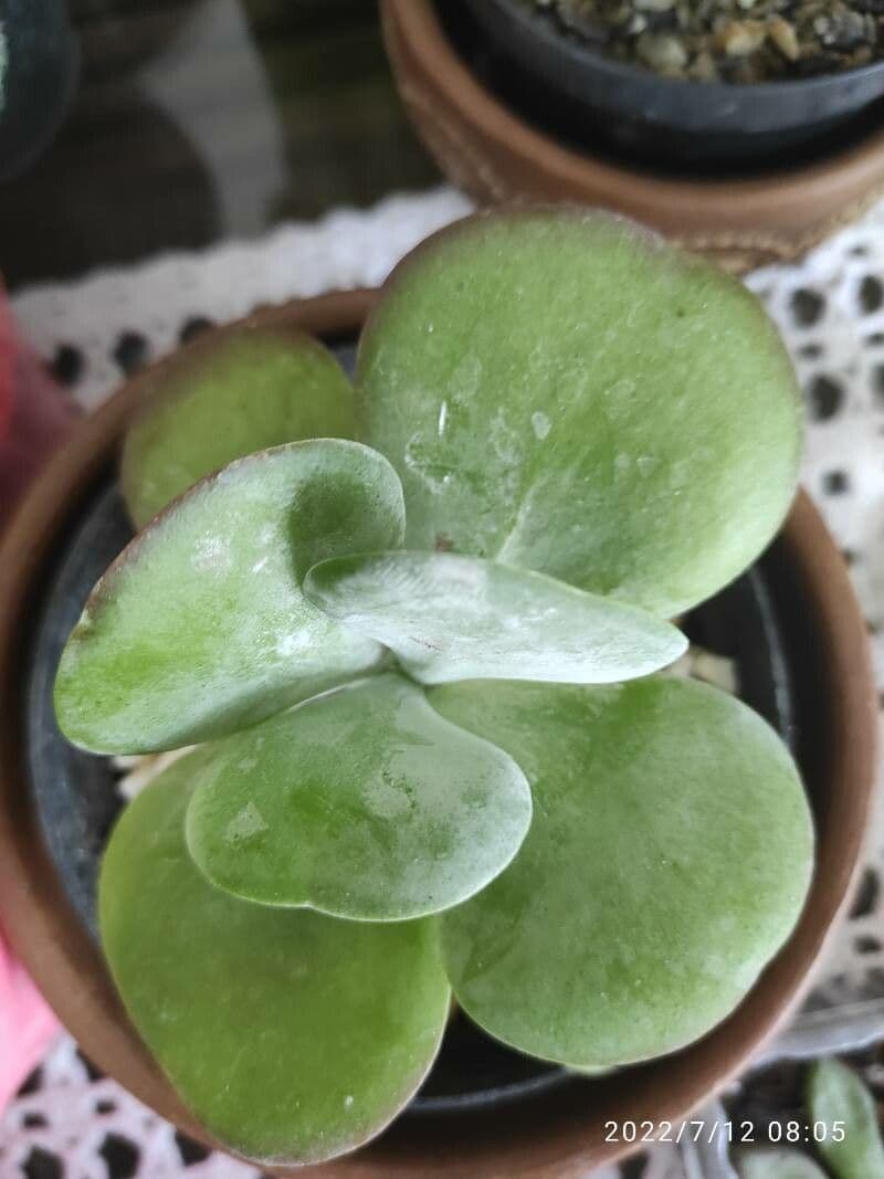 Cactus stella dorata 3